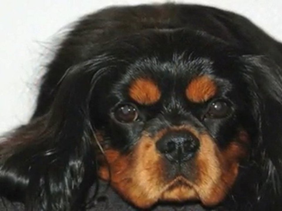 Hundeklipper Sjælland Holbæk Tid til forkælelse, ...