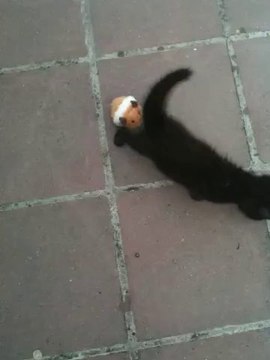 Chat Qui Accouche D' Une Souris