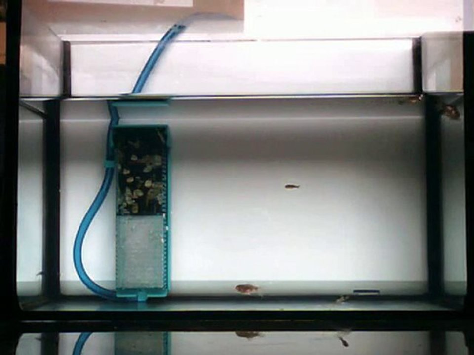 Poissons rouges japonais 2 et 5 mois