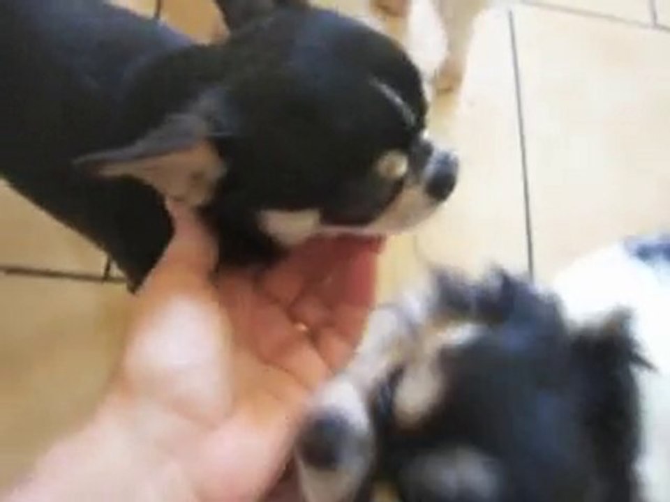 video des 5 chichis 001