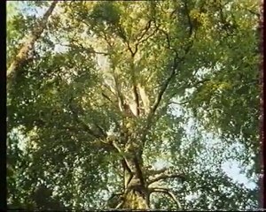 Les inventions de la vie 26 : La graine au bois dormant 2