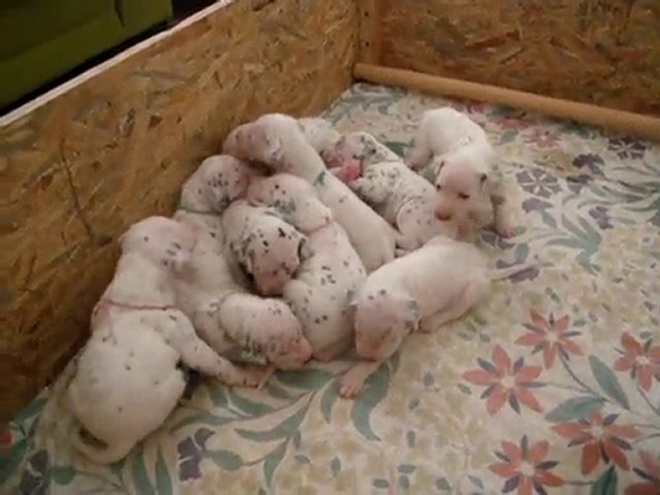 Dalmatiens du lac Amance - Chiots semaines 3