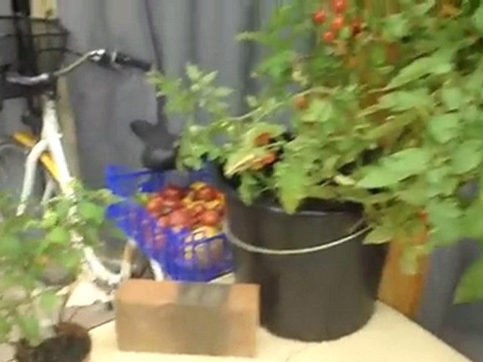 expo tomate