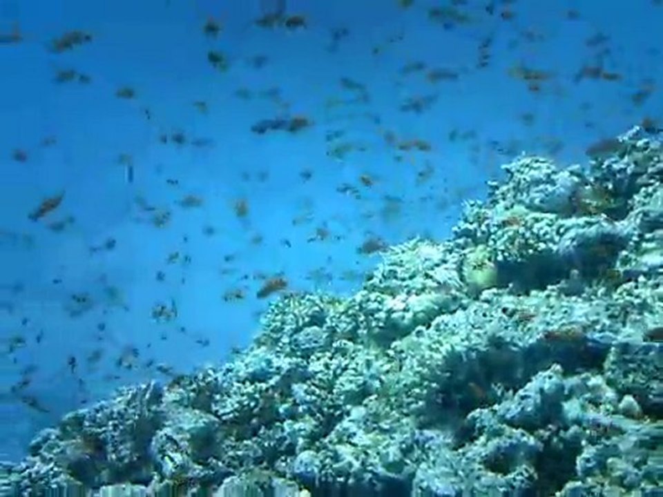 PLonger en Mer rouge