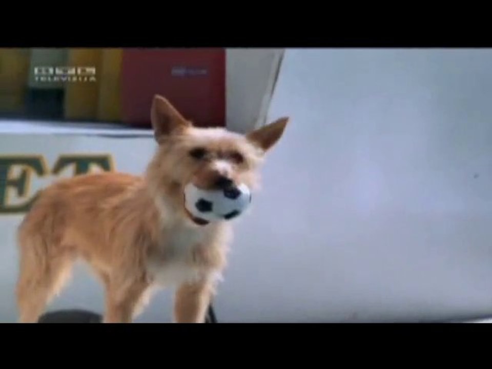 amour et complicité chez les animaux