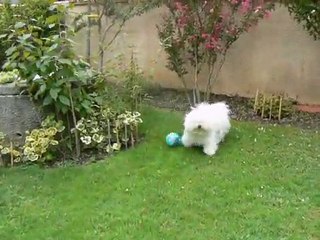 Désiré le bichon frisé