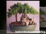 Bonsai Tree - Buy Bonsai - Bonsai Tree for Sale