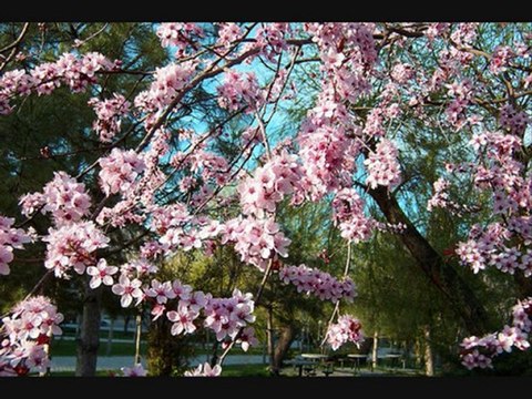 AJDA PEKKAN BANA DÖNME BİR DAHA