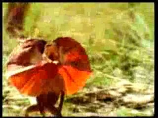 Bitkiler ve hayvanlar alemindeki tüm güzellikler