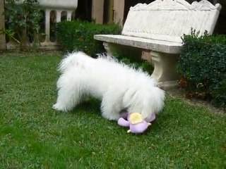 Désiré le bichon frisé