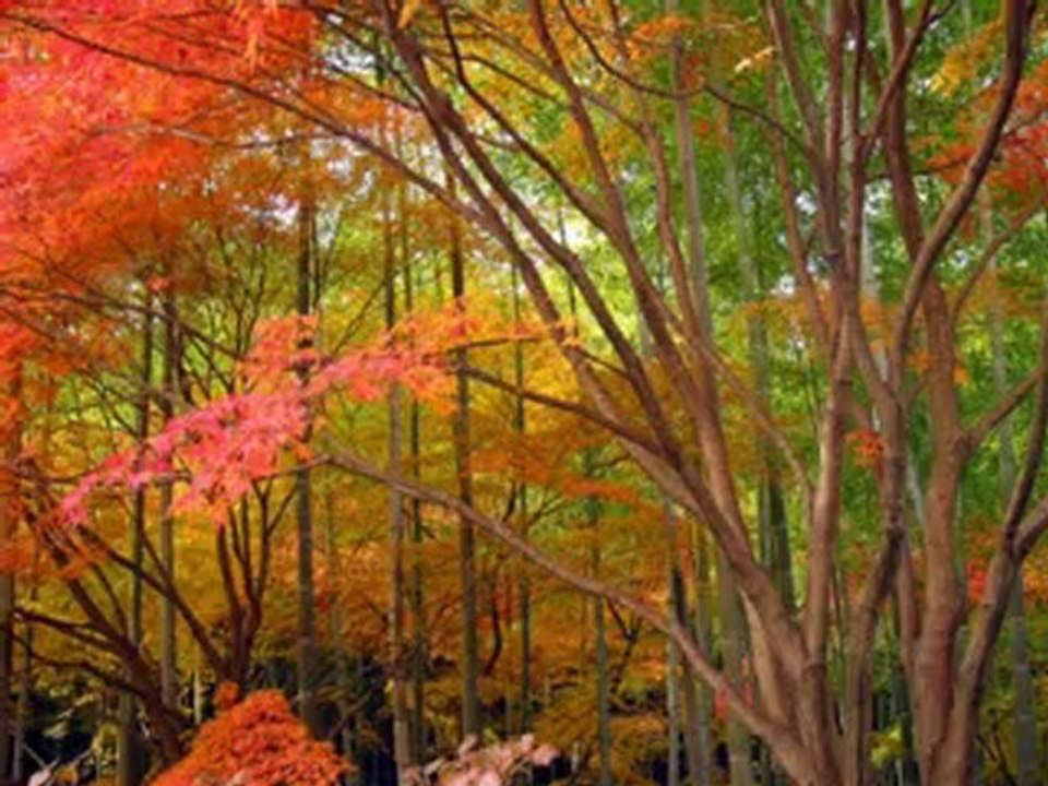 al fadimem  kardeş türküler