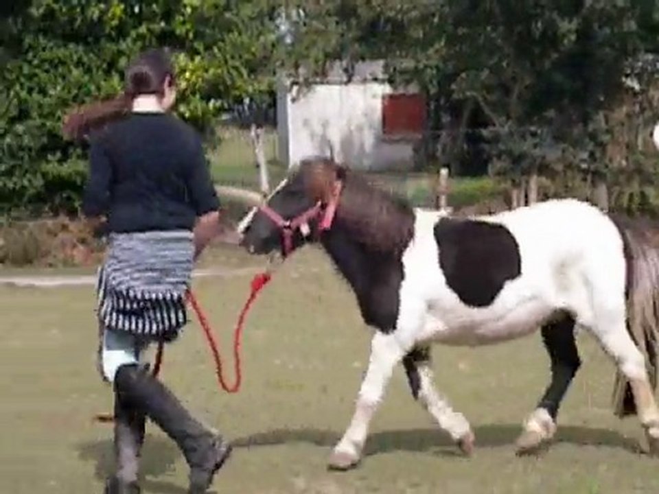 chevaux