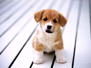 Funny talking dog, feed me the best pet food, made with Craz