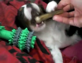 Faylia Cavalier King Charles 2 mois et demi 1kg5