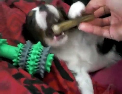 Faylia Cavalier King Charles 2 mois et demi 1kg5