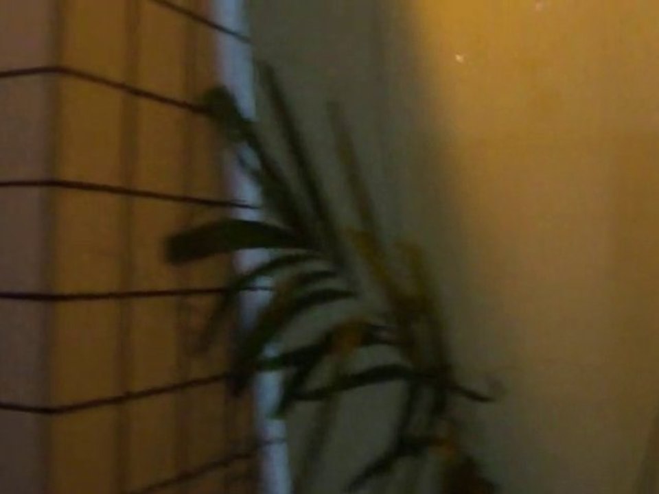 SIGAPOUR / RECORDING 01