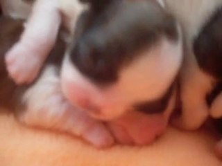 bebes de california nes le 7 septembre 2010