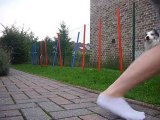 Agility entrainement - border collie - cinna