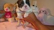 Bulldog Breeders - Bull Dog Puppies For Sale – English Bu