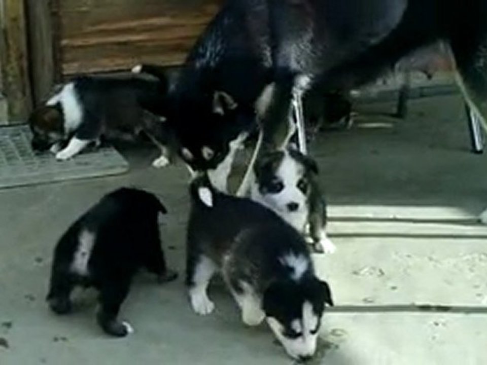 Les sept chiots  sur le balcon avec Dolly