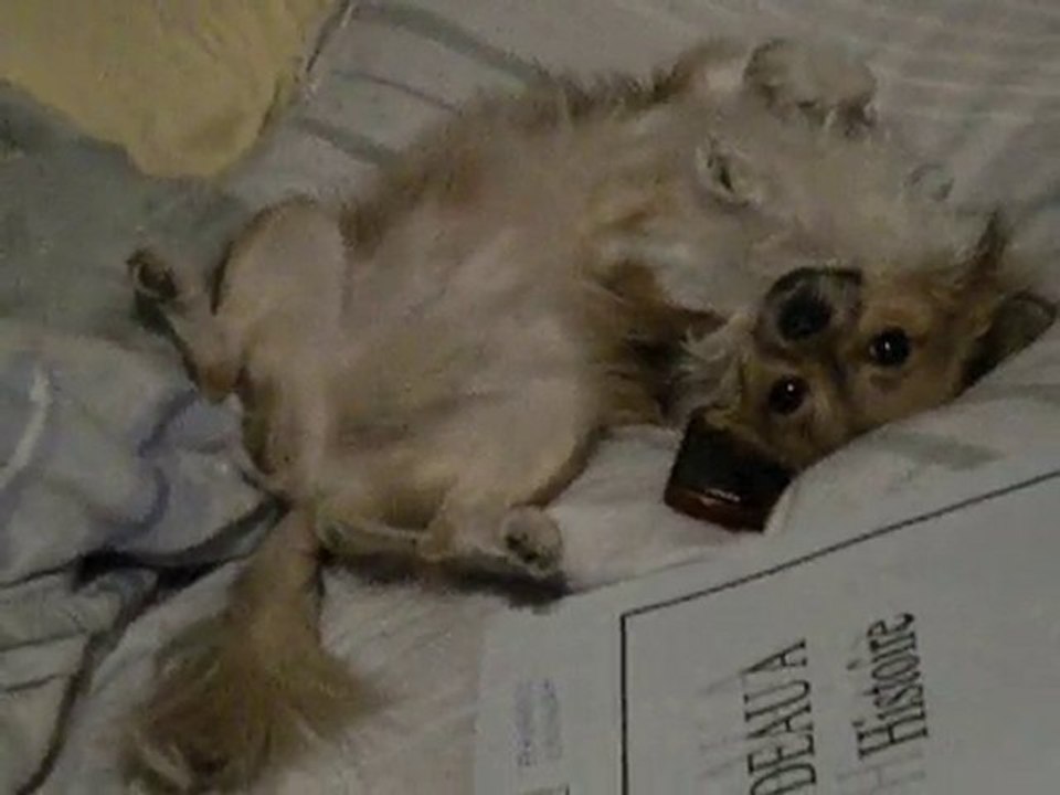 Chihuahua confortablement installer