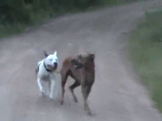 BOHÈME the great pitbull and NIK the rodésien rageback,