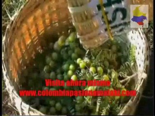 Zrii en Colombia / Zrii las estrellas se Alinean.