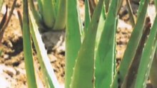 Helsekost Sjælland København S Aloe Vera Butik Amager