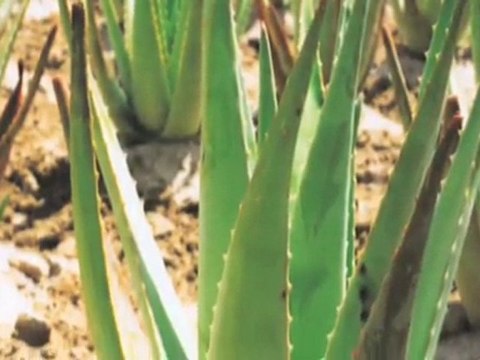 Helsekost Sjælland København S Aloe Vera Butik Amager