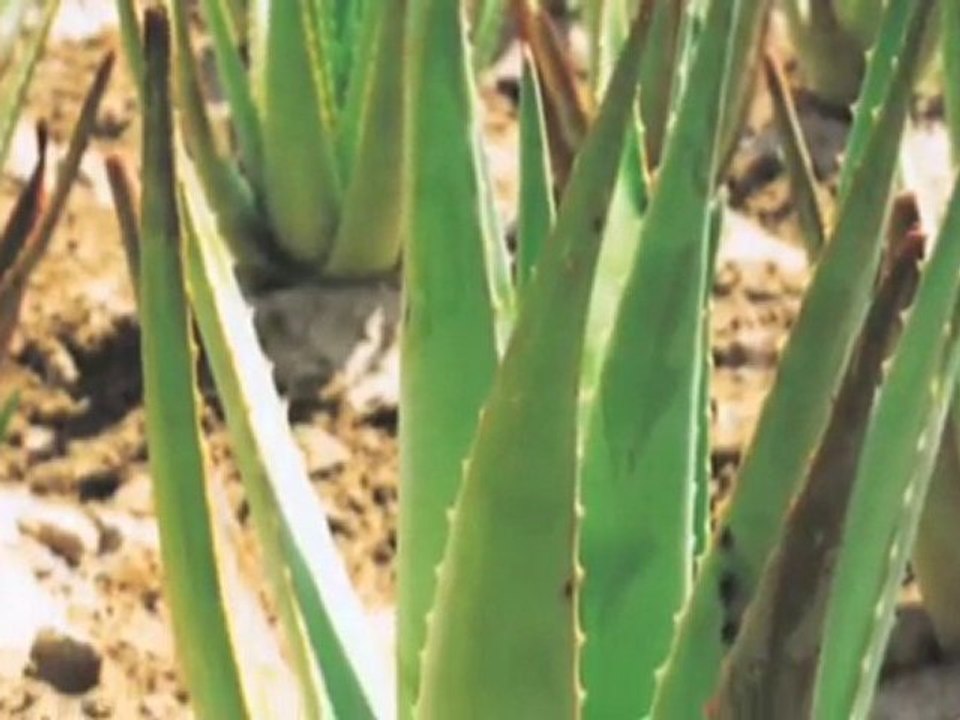 Helsekost Sjælland København S Aloe Vera Butik Amager