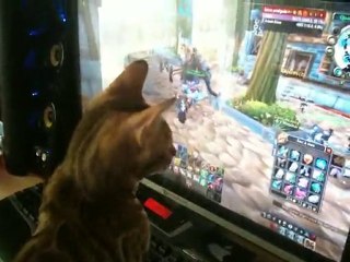 chat bengal qui joue a world of warcraft