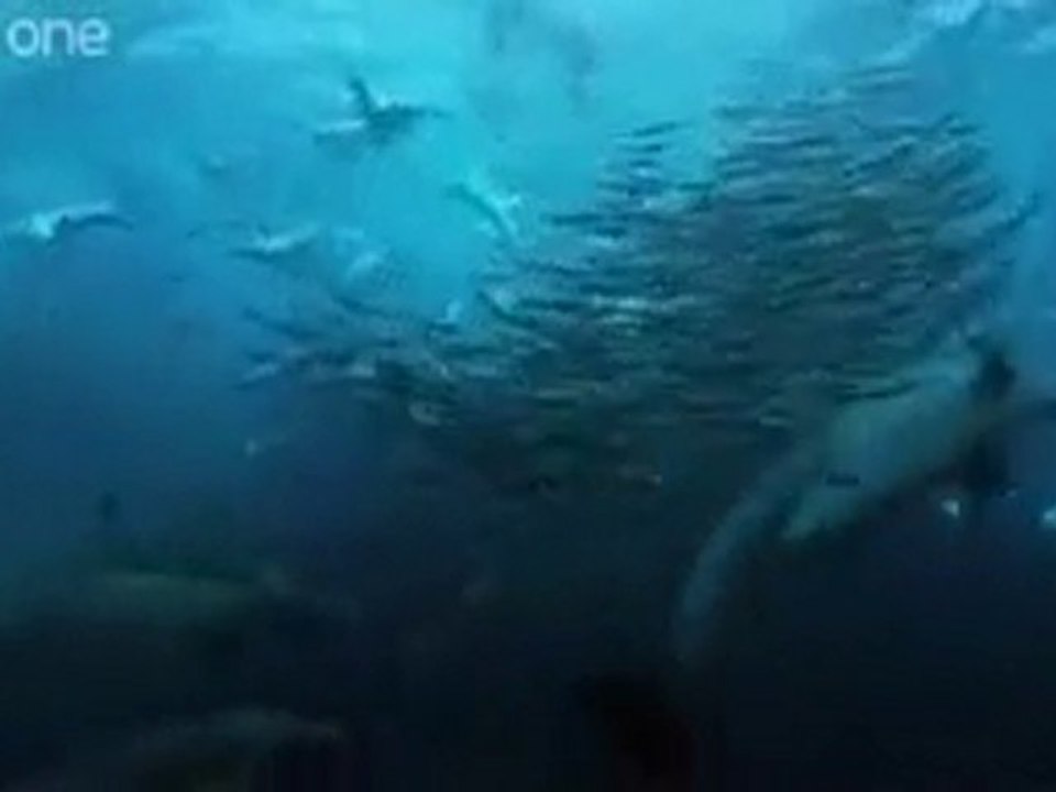 Balık avlamak için suya dalış yapan kuşlar