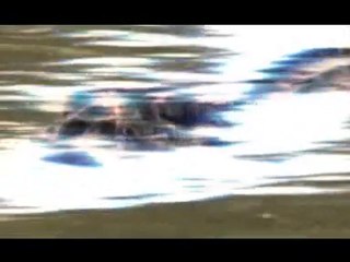 Elektrikli yılan balığı