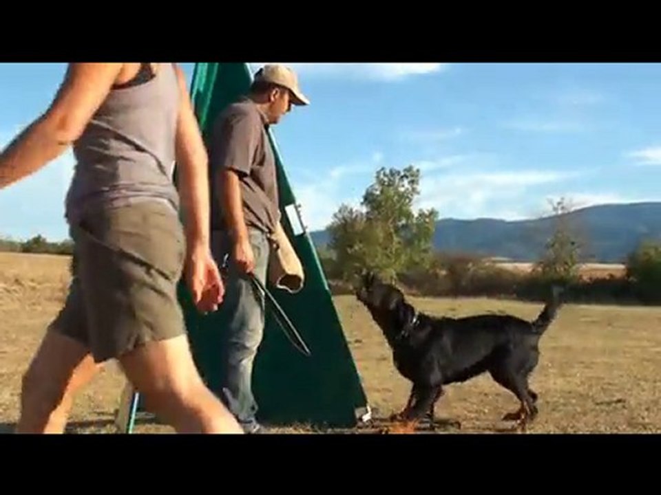Mordant RCI : Beaucerons de l'élevage des écuries Cathares