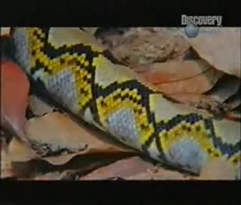 Kral Kobra Vs. Piton