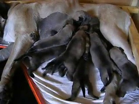 mastiffs du domaine d'abraxas