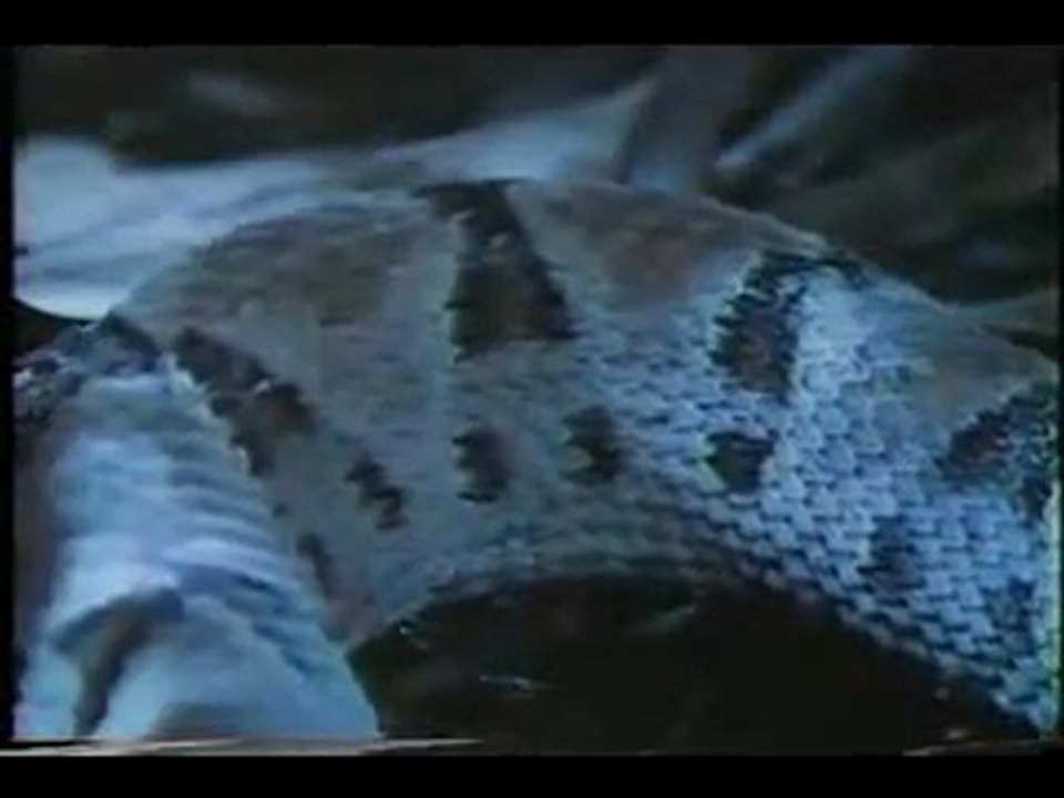 Tarantula Vs Yılan