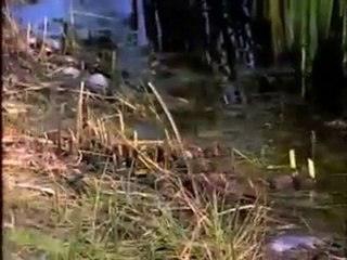 Yamyam boğa kurbaası