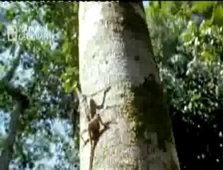 Yılan ve Kertenkele