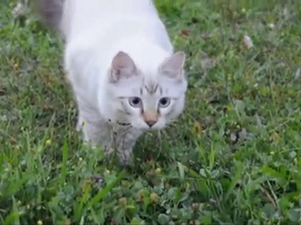 Le Petit Tigre dans la prairie