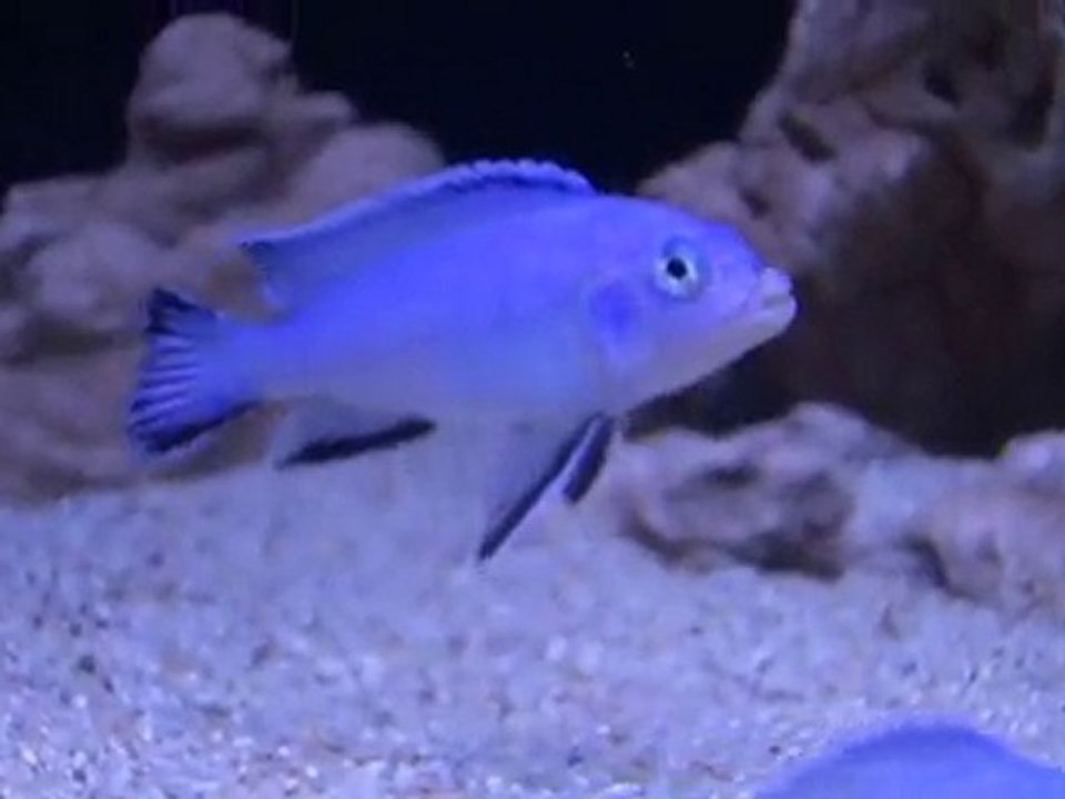 malawi akvaryumum