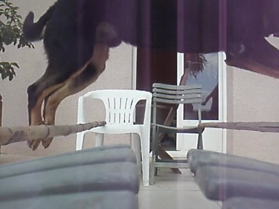 Loulou & Moi, saut en largueur, 85 Cm .