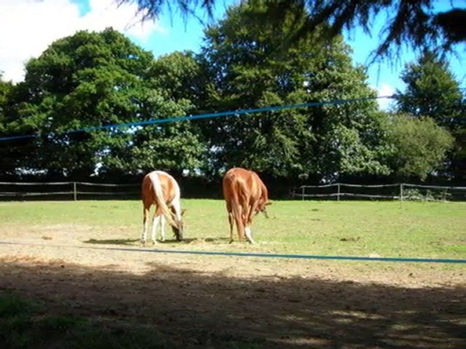 fete nationale du cheval...National Day of the Horse