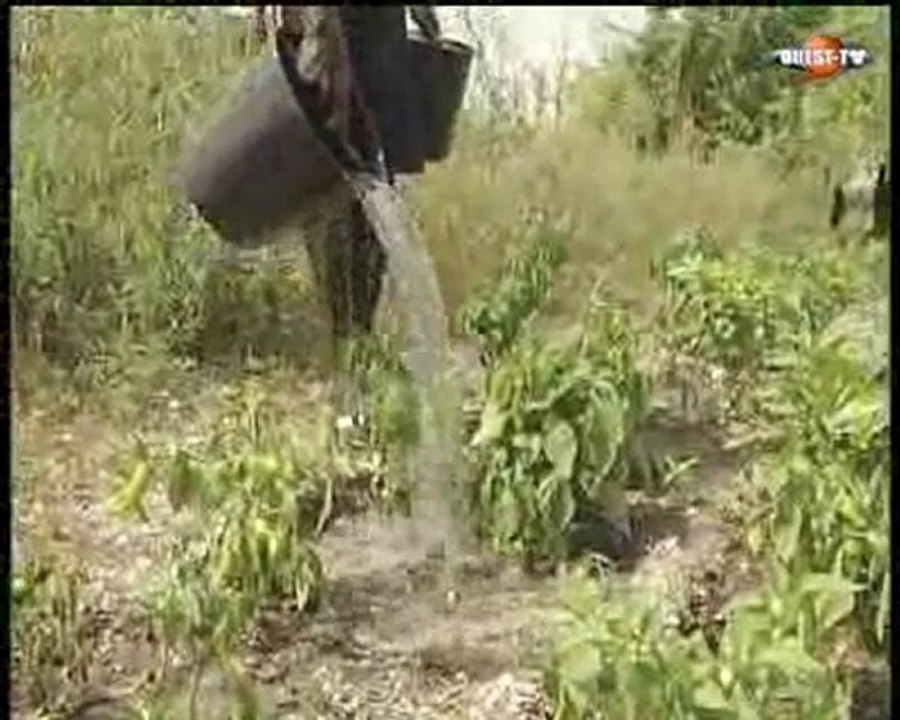 Wari - Deuxième semaine juillet