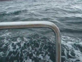 Dauphins à Diélette - Nord Cotentin