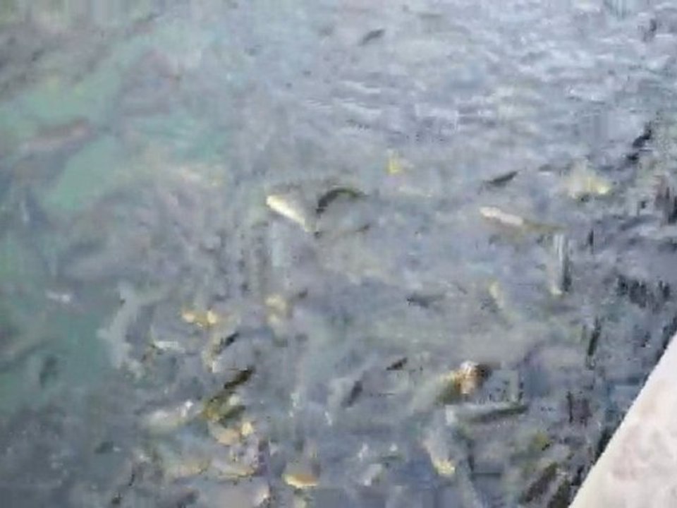 Balıklı Göl Şanlıurfa