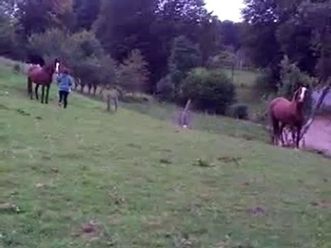 juments psar en liberté