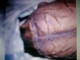 Picture 937 UFO DEAD ALIEN UPDATES