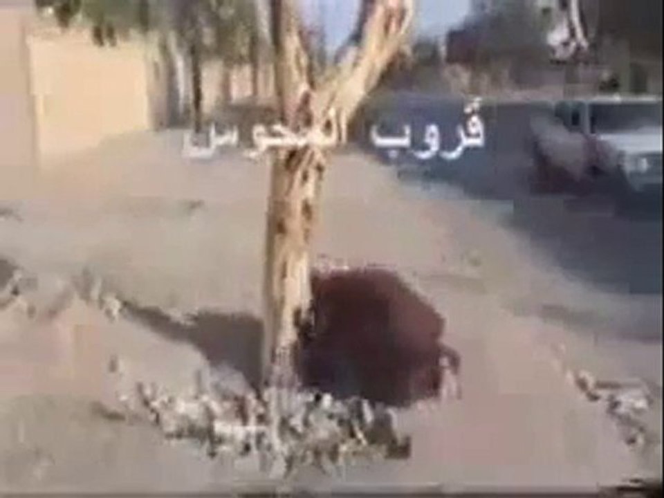 Chiites Rawafidh ayant la main verte. Ah non pardon, Shirk !