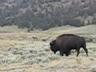 MVI_3726 bison Lamar valley